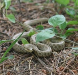 누룩뱀 from 낙동남로 on 2015년 06월 11일 (목) at 09:26 오후 by colinmorita · iNaturalist 누룩뱀 (Elaphe dione)