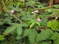 미모사 from Leiden, Zuid-Holland, Netherlands on 2022년 06월... 오후 by Michel Langeveld · iNaturalist 미모사 (Mimosa pudica)
