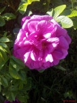 Карелия, Россия, 185005 by Юлия Робертовна · iNaturalist 장미속 (Genus Rosa)