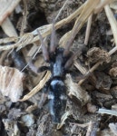 Aphantaulax from Aiguamolls de lEmpordà Natural Park, Peralada, Girona, ES on 2022년 06월 05일 (일) at 03:44 오후 by Jofre... 