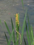 큰잎부들 from Johnson County, KS, USA on 2022년 06월 08일... at 02:26 오후 by kcarrol2 · iNaturalist 큰잎부들 (Typha latifolia)