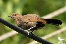 Copsychus fulicatus from Nemi nagar extension jaipur on 2015년 06월 23일 (화) by Devendra Bhardwaj. Name of species... 