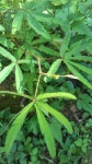 미모사 from Santo Domingo, Santo Domingo de los Tsachilas... medicial para dolores musculares · iNaturalist 미모사 (Mimosa... 