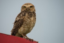Athene cunicularia from Casa Branca - SP, 13700-000, Brasil on 2015년 12월 23일 (수) by Luciano Bernardes · iNaturalist Athene... 
