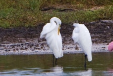 중대백로 from St Marks NWR on 2011년 09월 06일 (화) at 04:42 오후 by BJ Stacey. Great Egret Wakulla County, Florida... 