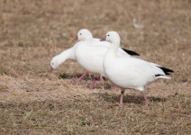 Anser rossii from Bosque del Apache NWR on 2009년 11월 28일 (토) by Greg Lasley. Rosss Goose Chen rossii Bosque del Apache NWR... 