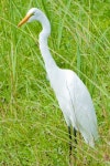 중대백로 from 75 Reststop south of Gainseville on 2007년 09월 09일 (일) at 07:39 오전 by BJ Stacey. Great Egret Alachua County... 