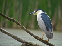해오라기 from Midtown Toronto, Toronto, ON, Canada on 2022년... 오후 by Kent Ross · iNaturalist 해오라기 (Nycticorax nycticorax)