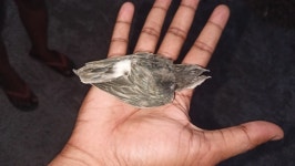 Apus affinis from पिपरि, वर्धा, महाराष्ट्र 442001, भारत on 2022년 04월 01일 (금)... 