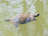 붉은귀거북 from Gilbrook Rd, Winooski, VT 05404, USA on... · iNaturalist 붉은귀거북 (Subspecies Trachemys scripta elegans)