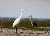 중대백로 from 34150 Aniane, France on 2022년 06월 26일 (일) at 07:57 오후 by sabinaphilippe · iNaturalist 중대백로 (Ardea alba)