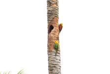 Aratinga jandaya from Paripueira - AL, 57935-000, Brasil on 2022년 06월 26일 (일) at 10:31 오전 by eduardovieira17... 