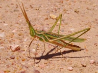 Truxalis nasuta from Santa Margarida da Coutada, Sta Margarida da Coutada, Centro, PT on 2022년 07월 01일 (금) at 01:28 오후... 
