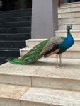 인도공작 from Praslin, Seychelles, SC on 2022년 07월 02일 (토) at 12:49 오후 by cvep · iNaturalist 인도공작 (Pavo cristatus)
