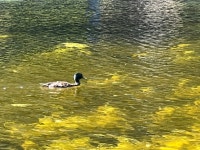 청둥오리 from Patterson Creek, Ottawa, ON, CA on 2022년 07월 02일 (토) at 09:52 오전 by mayor_of_taco_town · iNaturalist... 
