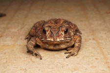 아시아검은안경두꺼비 from 天涯区, 三亚市, 海南省, CN on... iNaturalist 아시아검은안경두꺼비 (Duttaphrynus melanostictus)