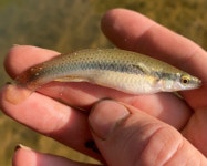 Fundulus olivaceus from Jackson, TN, US on 2022년 04월 22일 (금) at 05:23 오후 by IHUNTA · iNaturalist Fundulus olivaceus