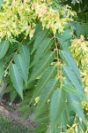 가죽나무 from Wynds Woods Trail, Rochester, NY 14618, USA on... 12:00 오후 by JodBot · iNaturalist 가죽나무 (Ailanthus altissima)
