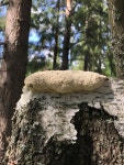 Fuligo septica from Экологическая тропа Тропою гор, Кировградский городской... 