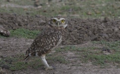 Athene cunicularia from Estancia El Socorro, Corrientes on 2011년 03월 23일 (수) by Nicolas Olejnik · iNaturalist Athene... 