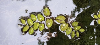 Salvinia molesta from RQHM+R75, Professors Colony, Sagar, Madhya Pradesh 470003, India on 2022년 07월 25일 (월) at 04:44 오후... 