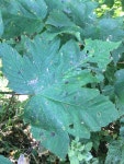 Acer pseudoplatanus from YO30, York, England, GB on 2018년 07월 22일 (일) at 05:33 오후 by Manx Mannin · iNaturalist Acer... 