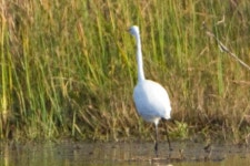 중대백로 from Aransas NWR on 2010년 12월 07일 (화) at 08:19 오전 by BJ Stacey. Great Egret Calhoun County, Texas, US... 