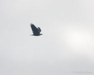 흰머리수리 from Kent County, NB, Canada on 2011년 08월 11일 (목) at 09:41 오전 by Frode Jacobsen · iNaturalist 흰머리수리... 