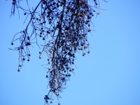 Sabal palmetto from Hathaway Park, Punta gorda, Florida on 2012년 12월 22일 (토) by Jennifer Rycenga · iNaturalist Sabal palmetto