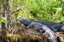 미시시피악어 from Audubon Corkscrew Swamp Sanctuary on... McMasters · iNaturalist 미시시피악어 (Alligator mississippiensis)