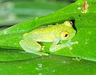 Hyalinobatrachium tatayoi in 7월 2022 by Nelson Apolo · iNaturalist Hyalinobatrachium tatayoi