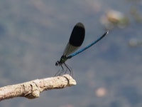 Calopteryx splendens from Macon, France on 2015년 08월 03일 (월) by James Maughn · iNaturalist Calopteryx splendens