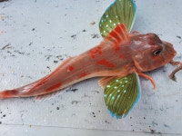 성대 from 대한민국 경상남도 통영시 on 2022년 08월 15일... 오전 by Seokin Yang · iNaturalist 성대 (Chelidonichthys spinosus)