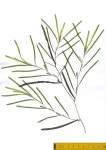 (화) at 06:55 오후 by Thomas Nogatz. Florenschutzprojekt Berlin Erfassung-Nr. 0909-0011 · iNaturalist Potamogeton obtusifolius