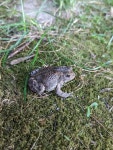 Anaxyrus americanus from Salisbury, VT 05769, USA on 2022년 08월 15일 (월) at 07:25 오후 by Heather L. Bateman · iNaturalist... 