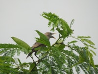 Sturnia malabarica from JF57+JCQ, near Eco Park, Action Area IIE, Rekjuani, Kolkata, West Bengal 700157, India on 2022년 08월... 
