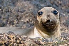 북방코끼리물범 from Isla Guadalupe on 2007년 11월 04일... Baja California, Mexico · iNaturalist 북방코끼리물범 (Mirounga... 