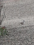 Geopelia placida from Brentwood Place on 2022년 08월 22일 (월) at 01:06 오후 by ninjajuju · iNaturalist Geopelia placida