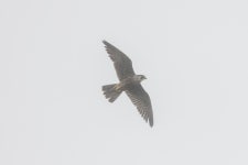 매 from Mendocino County, CA, USA on 2022년 08월 19일 (금) at 09:38 오전 by spinomaly · iNaturalist 매 (Falco peregrinus)