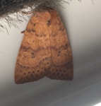 Anathix ralla from 555 Lincoln St, Woodstock, VT, US on 2015년 08월 11일 (화) at 03:02 오후 by Kent McFarland · iNaturalist... 