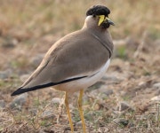 Vanellus malabaricus from Dhanauran, Chandigarh, 160014, India on 2021년 03월 25일 (목) at 04:08 오전 by Dr Harmeet Singh... 