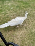 인도공작 from Perth and Kinross on 2022년 08월 19일 (금) at 03:38 오후 by xerabo · iNaturalist 인도공작 (Pavo cristatus)