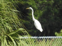 중대백로 from 2300 Placida Rd, Englewood, FL 34224, USA on 2022년 09월 10일 (토) at 02:47 오후 by Michael Weisensee... 