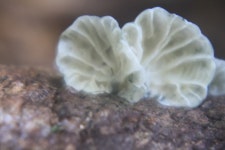 나무종버섯속 from Waiheke Island, Auckland, New Zealand on... 오후 by Petra Gloyn · iNaturalist 나무종버섯속 (Genus Campanella)