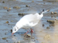 붉은부리갈매기 from 6720 Nordby Sogn, Dänemark on 2018년... iNaturalist 붉은부리갈매기 (Chroicocephalus ridibundus)