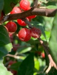 보리수나무 from Puppy Ln, Middleburg, VA, US on 2022년 09월... by reesiespieces · iNaturalist 보리수나무 (Elaeagnus umbellata)