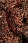 Centrobolus silvanus from Cacadu, Eastern Cape, South Africa on 2022년 09월 12일 (월) at 01:00 오후 by Hamish Robertson... 