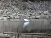 쇠백로 from Fronteira, 7460, Portugal on 2022년 02월 19일 (토) at 01:46 오후 by Anaís Fidalgo · iNaturalist 쇠백로 (Egretta... 