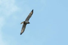 Circaetus gallicus from 38250 Corrençon-en-Vercors, France on 2021년 09월 11일 (토) at 03:58 오후 by gassoupaaalou... 