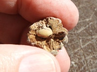 Andricus albobalani from Rockville Hills Regional Park, Fairfield, California on 2022년 09월 28일 (수) by Karlyn H. Lewis.... 